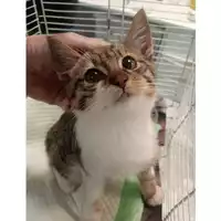 Foto dell\'animale gatto - Matr. 2025/1737 - Microchip 380260170353468