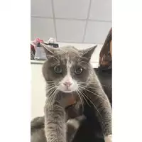 Foto dell\'animale gatto - Matr. 2025/1633 - Microchip 380260170353707