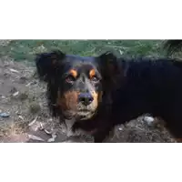 Foto dell\'animale cane - Matr. 2019/0524 - Microchip 380260004909084