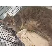 Foto dell\'animale gatto - Matr. 2025/1738 - Microchip 380260170353471