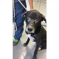 Foto dell\'animale cane - Matr. 2025/1739 - Microchip 380260170353466