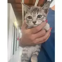 Foto dell\'animale gatto - Matr. 2025/1740 - Microchip 380260170353967