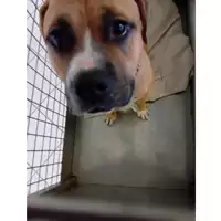 Foto dell\'animale cane - Matr. 2023/2162 - Microchip 380260044998182