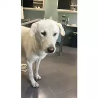 Foto dell\'animale cane - Matr. 2025/1745 - Microchip 380260170353474