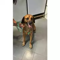 Foto dell\'animale cane - Matr. 2025/1746 - Microchip 380260170353479