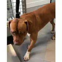 Foto dell\'animale cane - Matr. 2022/2399 - Microchip 380260101912791