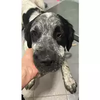 Foto dell\'animale cane - Matr. 2025/1747 - Microchip 380260170353251