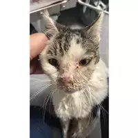 Foto dell\'animale gatto - Matr. 2025/1750 - Microchip 380260170353481