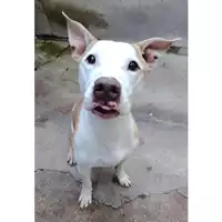 Foto dell\'animale cane - Matr. 2024/1865 - Microchip 380260101399219