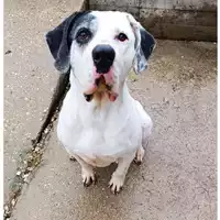 Foto dell\'animale cane - Matr. 2024/1030 - Microchip 380260044997799