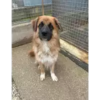 Foto dell\'animale cane - Matr. 2021/1043 - Microchip 380260044280868