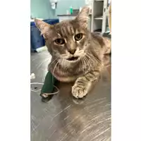 Foto dell\'animale gatto - Matr. 2025/1057 - Microchip 380260170352039