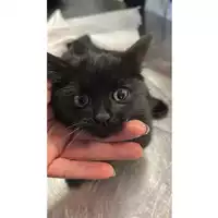 Foto dell\'animale gatto - Matr. 2025/1763 - Microchip 380260170353283