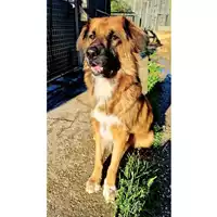 Foto dell\'animale cane - Matr. 2020/1591 - Microchip 380260044281036