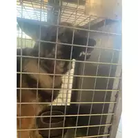 Foto dell\'animale cane - Matr. 2025/1761 - Microchip 380260102518930