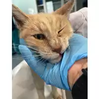 Foto dell\'animale gatto - Matr. 2025/1764 - Microchip 380260170353299