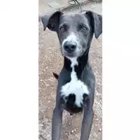 Foto dell\'animale cane - Matr. 2022/0190 - Microchip 380260002554522