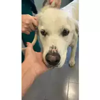 Foto dell\'animale cane - Matr. 2025/1765 - Microchip 380260170353294