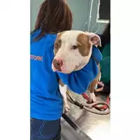 Foto dell\'animale cane - Matr. 2025/1766 - Microchip 380260170353689