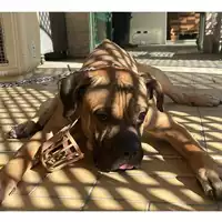 Foto dell\'animale cane - Matr. 2025/1769 - Microchip 380260102038717