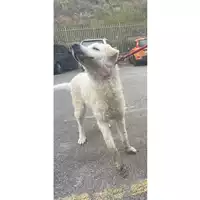 Foto dell\'animale cane - Matr. 2025/1771 - Microchip 380260170353408