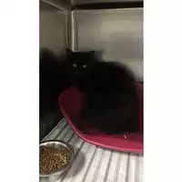 Foto dell\'animale gatto - Matr. 2025/1776 - Microchip 380260170353699