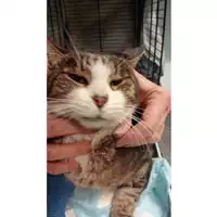 Foto dell\'animale gatto - Matr. 2025/1780 - Microchip 380260170353696