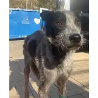 Foto dell\'animale cane - Matr. 2025/1787 - Microchip 380260170353681