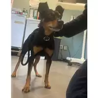 Foto dell\'animale cane - Matr. 2025/1786 - Microchip 380260170353682