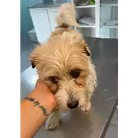 Foto dell\'animale cane - Matr. 2021/1044 - Microchip 380260002953710