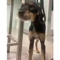 Foto dell\'animale cane - Matr. 2025/1789 - Microchip 380260170353691