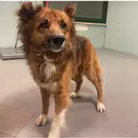 Foto dell\'animale cane - Matr. 2025/1770 - Microchip 380260170353695