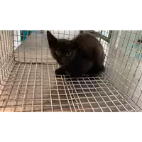 Foto dell\'animale gatto - Matr. 2021/1045 - Microchip 380260044437337