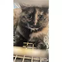 Foto dell\'animale gatto - Matr. 2025/1796 - Microchip 380260170353904