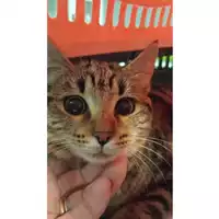 Foto dell\'animale gatto - Matr. 2025/1798 - Microchip 380260170353280