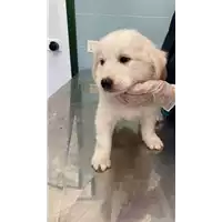 Foto dell\'animale cane - Matr. 2021/1046 - Microchip 380260044440743
