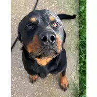 Foto dell\'animale cane - Matr. 2024/1517 - Microchip 380260044997946