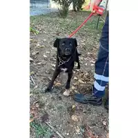 Foto dell\'animale cane - Matr. 2025/1806 - Microchip 380260170353040