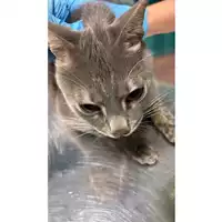 Foto dell\'animale gatto - Matr. 2025/1808 - Microchip 380260170353045