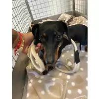 Foto dell\'animale cane - Matr. 2025/1809 - Microchip 380260004636742