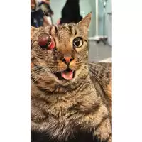 Foto dell\'animale gatto - Matr. 2025/1810 - Microchip 380260170353042