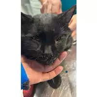 Foto dell\'animale gatto - Matr. 2025/1811 - Microchip 380260170353043