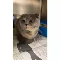 Foto dell\'animale gatto - Matr. 2025/0814 - Microchip 380260170352188