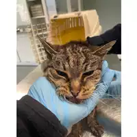 Foto dell\'animale gatto - Matr. 2025/1816 - Microchip 380260170353054