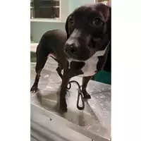 Foto dell\'animale cane - Matr. 2025/1815 - Microchip 380260170353050