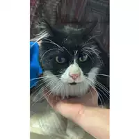 Foto dell\'animale gatto - Matr. 2025/1819 - Microchip 380260170353047