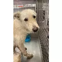 Foto dell\'animale cane - Matr. 2025/1090 - Microchip 380260170353921