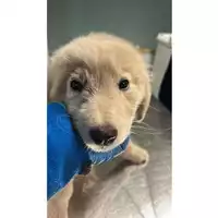 Foto dell\'animale cane - Matr. 2025/1818 - Microchip 380260170353048