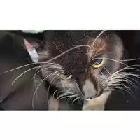 Foto dell\'animale gatto - Matr. 2025/1823 - Microchip 380260170353053