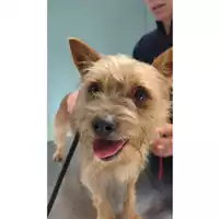 Foto dell\'animale cane - Matr. 2025/1821 - Microchip 380260170353059